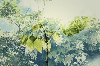 Photo art by Nadja Jacke: double exposure of wisteria in soft colors