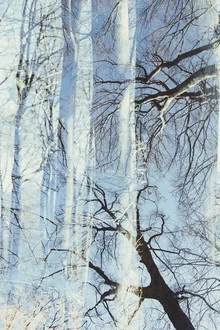 Photo art by Nadja Jacke: beech forest under clear sky with gentle sunlight.