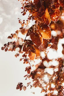 Photo art by Nadja Jacke: glowing beech leaves in sunlight
