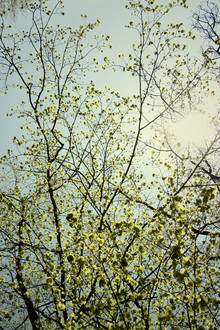 Nadja Jacke, Fresh tender foliage of beech in the sunlight. (Germany, Europe)