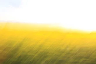 Photo art by Steffi Louis: golden fields under a clear sky