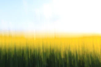 Photo art by Steffi Louis: golden fields under a bright blue sky.