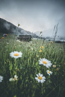 Fotografie eines nebligen Morgens über dem Geroldsee mit Gänseblümchen im Vordergrund.