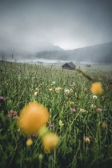 Wunderschöner See in Bayern mit Nebel und Blumen im Morgenlicht