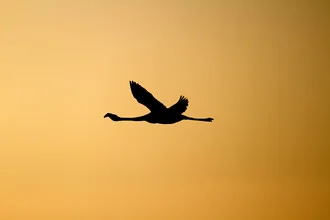 Flamingo on the way to its resting place in the Atacama Desert at sunset.