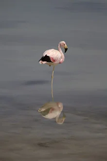 Photo art by Dirk Heckmann: James Flamingo in Altiplano by a water surface