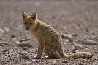 Andean fox sitting calmly in the Altiplano, surrounded by gentle hills and soft light
