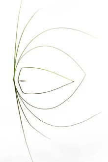 Photo art by Dirk Heckmann: water grass with gentle reflections in the water