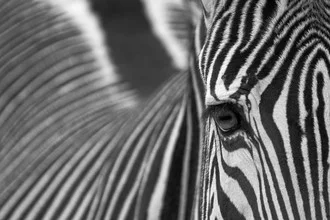 Fotokunst von Dirk Heckmann: Nahaufnahme eines Zebras mit streifenförmigem Muster