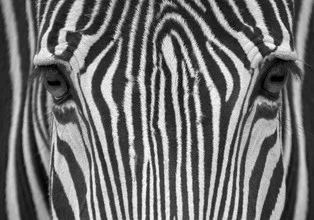Close-up of a zebra highlighting its distinctive stripes and gentle eyes.
