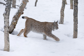 Dirk Heckmann, Lynx in winter landscape (Norway, Europe)