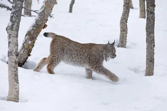 Luchs in Winterlandschaft mit schneebedeckten Bäumen und ruhiger Atmosphäre