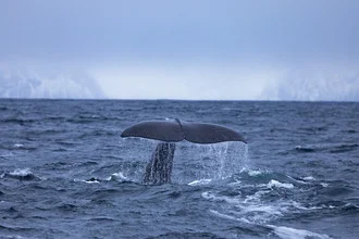 Photo art by Dirk Heckmann: sperm whale fluke above the waves in Norway