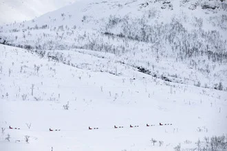 Dog sled tour through a snow-covered landscape in Norway.