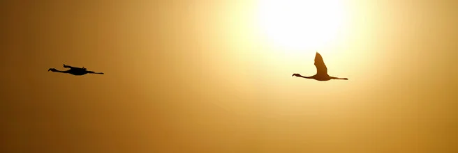 Flamingos flying over the Atacama desert in Chile, warm light and soft colors.