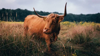 Photo of Highland cattle in the morning light with soft colors.