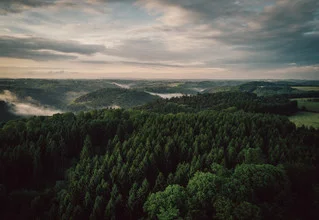 Photo by Joshua A. Hoffmann: misty woods in the Bergisches Land