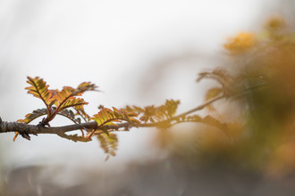Sebastian Worm, Autumn branch