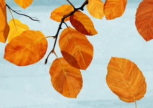 Illustration von Katherine Blower: Herbstblätter in warmen Orangetönen