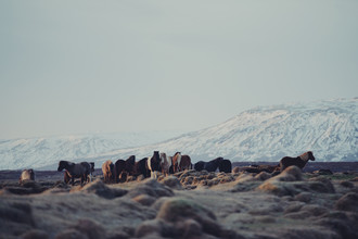 Pascal Deckarm, Islandpferde - Island, Europa)