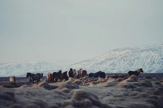 Icelandic horses - Fineart photography by Pascal Deckarm