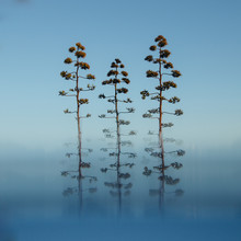 Nadja Jacke, 3 Blossoms of the agave - Spain, Europe)