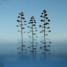 Photo art by Nadja Jacke: three agave blossoms in soft sunlight
