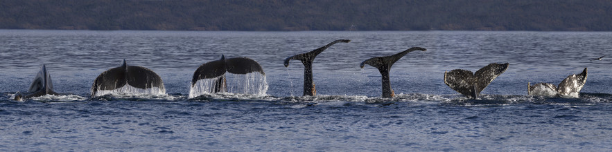 Dirk Heckmann, Diving humpback whale - Chile, Latin America and Caribbean)