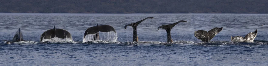 Photo art: diving humpback whale with fluke in the water