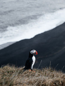 Lyes Kachaou, Icelandic Puffin (Iceland, Europe)