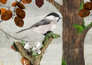 Katherine Blower, Marsh tit