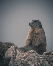 Franz Sussbauer, a marmot on the watch - Italy, Europe)