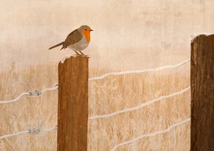 A sweet robin perched on a fence in the morning light.