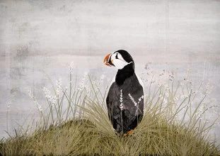Illustration eines Puffins, fröhlich und lebhaft, auf einem sanften Hintergrund.