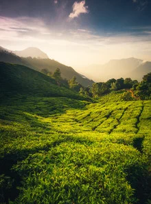 Photo art by Martin Morgenweck: serene tea plantation in Indian mountains