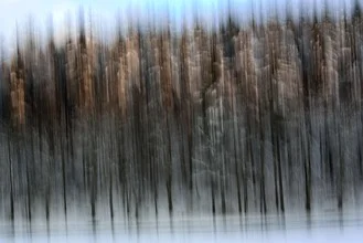Fotokunst von Sascha Hoffmann-Wacker: ruhiger Tannenwald mit sanften Lichtstrahlen