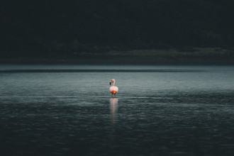 Ueli Frischknecht, Flamingo in Patagonia