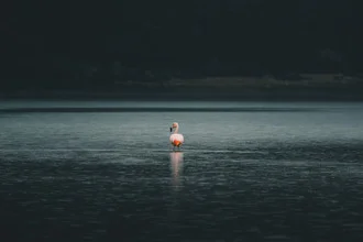 Flamingo by a lake in Patagonia, calm mood under a gray sky