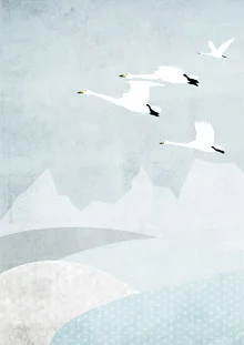 Illustration of Whooper swans gracefully flying over a winter landscape.