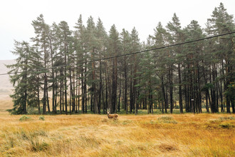Franziska Söhner, Power, Scotland (2017) (Großbritannien, Europa)