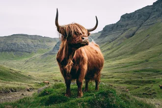 Faroe Islands photo art by Dominic Lars: Highland cow on green meadow