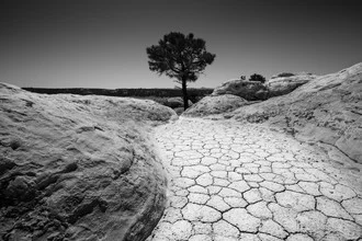 Black-and-white photo of a lonely tree in the New Mexico desert.
