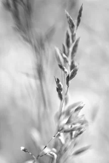 Black and white photo art by Doris Berlenbach-Schulz: gentle, moving grass