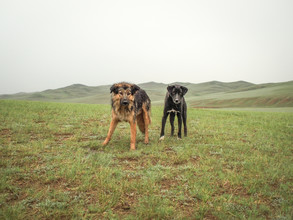 Franziska Söhner, Dogs, Mongolia (2016) (Mongolei, Asien)