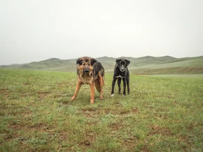 Photo art by Franziska Söhner: dogs in the Mongolian steppe during a thunderstorm.