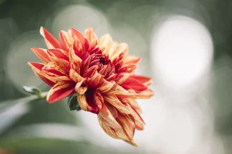 Dahlia in autumn sunlight, soft colors and bokeh effects create a calm mood.