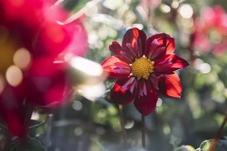 Photo art by Nadja Jacke: Dahlia shines in sunlight with gentle bokeh effects.