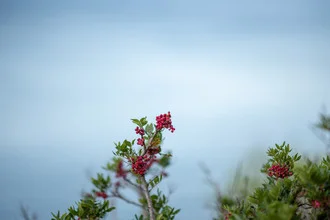 Rote Beeren vor blauem Himmel, die Ruhe und den Zauber der Natur zeigen.