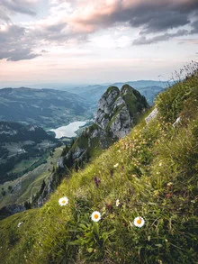 Photo art by Niels Oberson: three daisies against a soft sky.