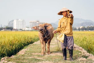 Portrait eines Reisfarmer in Ninh Binh, Vietnam, mit Wasserbüffel im Reisfeld.